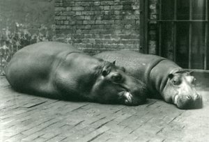 Flusspferde Bobbie und Joan liegen in ihrem Gehege im Londoner Zoo, Juli 1923 (Schwarz-Weiß-Foto)