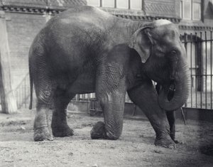 Indischer Elefant, Assam Lukhi, kniend mit Wärter im Londoner Zoo, April 1914 von Frederick William Bond