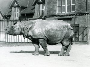 Indisches Nashorn Felix im Londoner Zoo, 1927