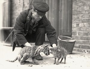 Wärter H. Warwick mit einem Tigerjunges und einem Pekari, aufgenommen im ZSL London Zoo, Mai 1914 von Frederick William Bond