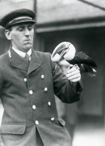 Tierpfleger Thomas Raggett hält einen Rotkieltukan mit einem Ei im Schnabel, London Zoo, 1924 von Frederick William Bond