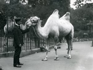 Wärter W. Styles mit einem Baktrischen Kamel im Londoner Zoo, Juli 1914