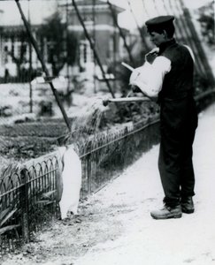 Königspinguin, der von Wärter Harry Munro mit einer Gießkanne im Londoner Zoo im Mai 1914 geduscht wird. Munro wurde im Ersten Weltkrieg getötet, nachdem er in der Armee, in Luftschiffen und in der U-Boot-Abwehr gedient hatte