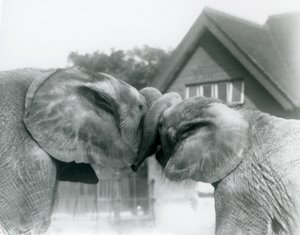 Männlicher Afrikanischer Elefant Kiberenge und weiblicher Afrikanischer Elefant Hango begrüßen sich, indem sie ihre Rüssel verknoten, Londoner Zoo im Oktober 1927. Kiberenge wurde dem Londoner Zoo von S.E. Sir Horace Byatt geschenkt von Frederick William Bond
