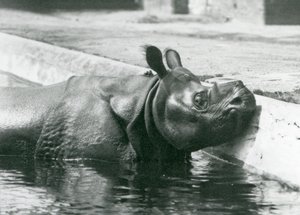 Männliches indisches Nashorn Felix genießt ein Bad in seinem Pool im Londoner Zoo, Juni 1928