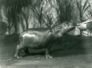 Percy, ein junger Zwergflusspferd, wird im Londoner Zoo von Hand gefüttert, November 1923 (Schwarz-Weiß-Foto)
