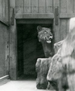 Ranji, ein männlicher Tigon, Londoner Zoo, Juli 1924 von Frederick William Bond