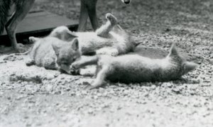 Drei Kojotenwelpen rollen auf dem Boden zu Füßen ihrer Mutter, London Zoo von Frederick William Bond