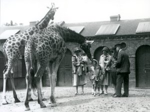 Drei Damen mit drei kleinen Kindern besuchen die Giraffen in ihrem Gehege außerhalb des Giraffenhauses, Londoner Zoo, Juli 1926