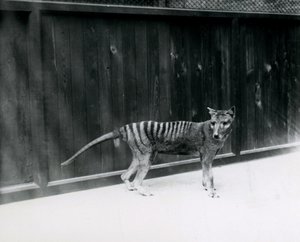 Tasmanischer Wolf im Londoner Zoo, vor 1930 von Frederick William Bond