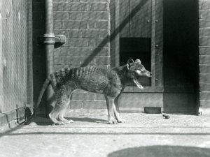 Ein Beutelwolf im Londoner Zoo, August 1926 (s/w Foto)