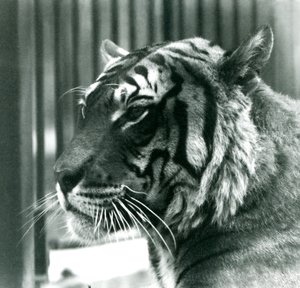 Tiger Sam im Londoner Zoo im Jahr 1925