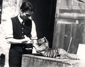 Tigerjunges wird von Wärter Harry Warwick gefüttert