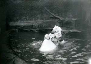 Zwei Eisbären, darunter ein Jungtier, umarmen und spielen in einem Pool im Londoner Zoo, Juni 1922 von Frederick William Bond
