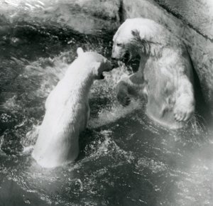 Zwei Eisbären tollen in ihrem Pool. Londoner Zoo im Jahr 1926 von Frederick William Bond