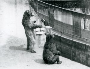 Zwei Braunbären, einer steht auf den Hinterbeinen und einer sitzt, schauen von den Mappin Terrassen hinunter, Londoner Zoo, Juli 1925 von Frederick William Bond
