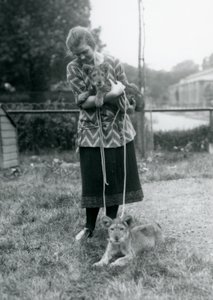 Zwei Löwenjunge mit einer jungen Frau im Londoner Zoo im August 1925