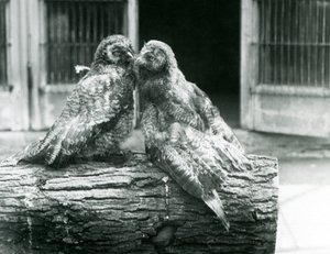 Zwei junge Bartkäuze, auch bekannt als Lappland- oder Lappenkauz, die sich auf einem Baumstamm gegenüberstehen, Londoner Zoo, August 1926 von Frederick William Bond