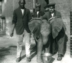Junger Afrikanischer Elefant Kiberenge trinkt aus einem Eimer mit den Trainern Darish und Syed Ali und Pfleger H. Robertson, 1923