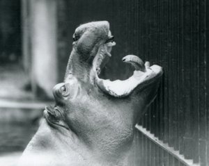 Junger Flusspferd Bobbie im Londoner Zoo, 1927