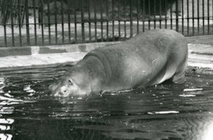 Junger Flusspferd Bobbie betritt sein Becken im Londoner Zoo im August 1927