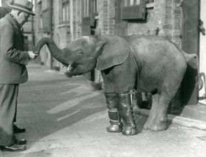 Junger Zwergafrikanischer Elefant Oojah mit Schienen, als Teil ihrer Behandlung gegen Rachitis, London Zoo, 1926