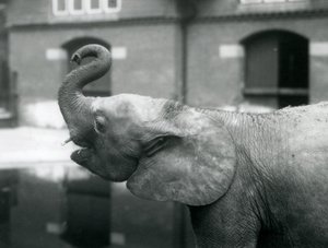 Junge afrikanische Zwergelefantin Oojah hebt ihren Rüssel im Londoner Zoo, August 1925