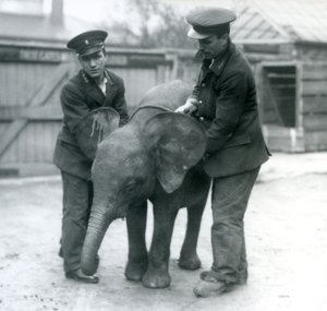 Junge weibliche afrikanische Zwerg-Elefantin Oojah mit zwei Pflegern im Londoner Zoo im April 1925 von Frederick William Bond