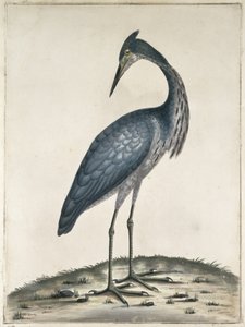 Ein Reiher, 1789