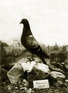 Tiere während des Ersten Weltkriegs 1914-1918: Der berühmte Vaillant-Taube von French Photographer