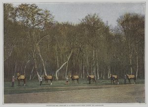 Trainierende Rennpferde in La Croix-Saint-Ouen im Wald von Compiegne, Frankreich von French Photographer