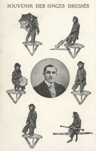 Affen in Kostümen von French Photographer