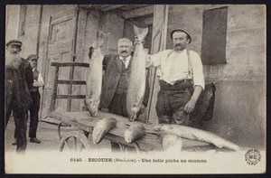 Postkarte, die einen guten Fang von Lachsen in Brioude, Haute-Loire, um 1900 darstellt