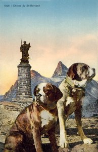 Bernhardinerhunde