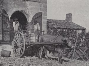 Transport von geernteten Trauben mit einem Ochsenkarren von French Photographer