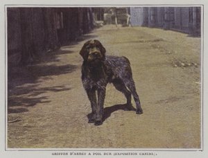 Drahthaariger Vorstehhund