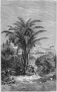 Ein Gagouier aus Guinea ist eine Palme aus dem Stamm der Calamees. Es ist unentbehrlich für das Leben, weil es den Afrikanern Brot und Wein gibt. Gravur im „le journal de la jeunesse“ von French School