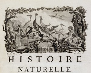 Allegorie der Naturgeschichte über Vögel - in „Histoire naturelle, générale et particulière“ von Buffon