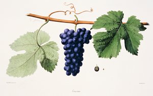 Ampelographie, Traube Trousseau Jura