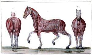 Anatomie des Pferdes: Haut, Gesicht und Profil - „Hippiatric Course, vollständiger Traktat der Pferdemedizin“ von P. E Lafosse von French School