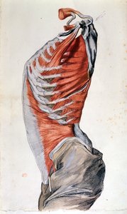 Anatomie des Torsos, gezeichnet von einem Studenten (Buntstift auf Papier) von French School