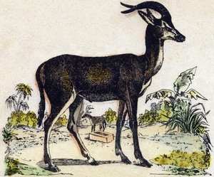 Antilope. Gravur in "Alphabet des animaux sauvages". 9. Serie. Bilder von Epinal, Pellerin, Drucker-Verleger, um 1870. Holzschnitte, schabloniert. 16 Seiten. Dim: 20 x 15 cm. Private Sammlung.