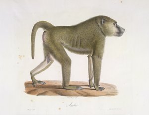 Anubis. Ein Pavian, aus Histoire Naturelle des Mammifères (Farblithographie)