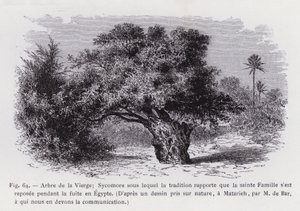 Baum der Jungfrau; Sykomore, unter dem sich die Heilige Familie während der Flucht nach Ägypten ausgeruht haben soll, nach einer Naturzeichnung von M. de Bar, dem wir die Mitteilung verdanken von French School