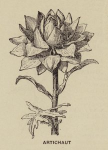 Artischocke von French School