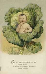 Baby in einem Kohlkopf