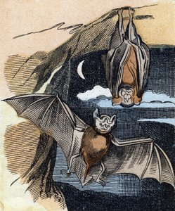 Fledermaus. Gravur in "Buffon Alphabet des Oiseaux n 1"