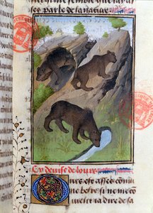 Bären, aus dem Livre de la Chasse von Gaston Phebus von French School