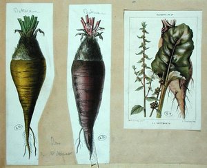 Rote Beete, drei botanische Tafeln von French School