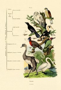 Vögel von French School
